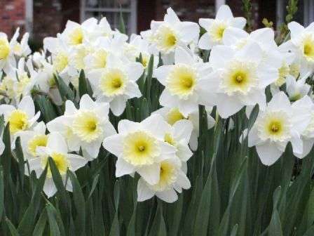 Нарцисс считается весенним цветком, так как начинают расти уже в месяце апреле