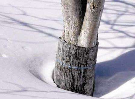 С целью предотвратить подмерзание корней, применяется техника предзимних поливов!
