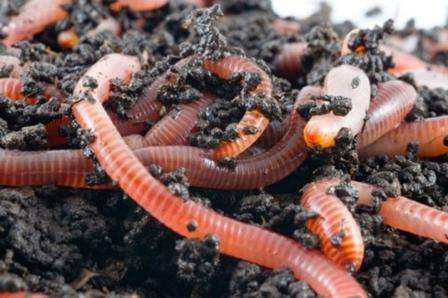 Вермикомпостер сделали, червей вырастили — что же теперь с ними делать?