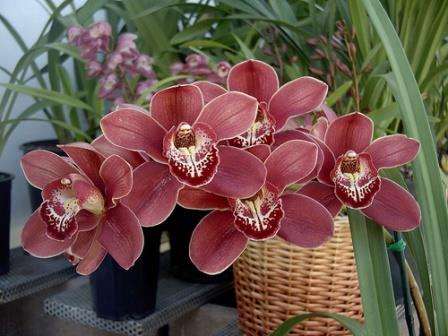 Надеемся, что наши статьи помогут вам правильно ухаживать за орхидеей в горшке и наслаждаться красотой изумительных цветков.
