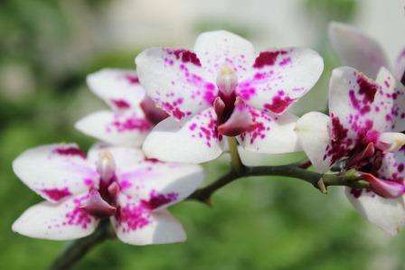 Комнатное растение имеет довольно тонкий стебель и яркий, эффектный цветок. Для получения такой красоты необходимо немного постараться. Эта статья покажет, как ухаживать за орхидеями в домашних условиях в горшке для начинающих, чтобы добиться хорошего результата.