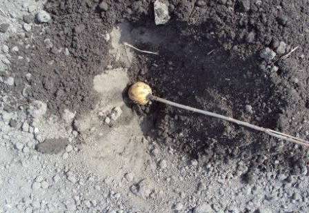 Использование ловушек, например, кусочка картофеля или свеклы, который насаживается на палку и вкапывается в землю на несколько дней. Такая приманка подействует только до начала посадки урожая. Через пару дней ловушку откапывают, личинки уничтожают