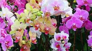Выращивание орхидей в домашних условиях, размножение