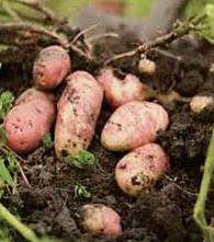 Вырастить картофель без прополки и окучивания своими руками возможно. Для этого важно лишь заготовить необходимое количество сухой травы, привести и разбросать на участке.