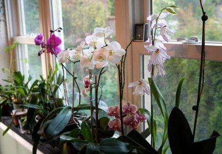 Подкормка. Для орхидей продаются специальные удобрения, приобрести которые можно во всех специализированных магазинах. Нужно точно следовать написанной инструкции на упаковке. Подкармливать один раз в месяц зимой, и два раза в месяц летом.