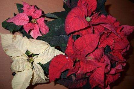Уже в следующем году, в декабре месяце, ваша доморощенная Пуансетия порадует вас буйным цветением и яркими красками