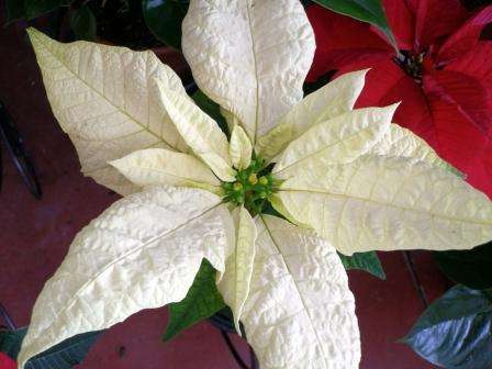 белый листок пуансетии