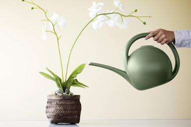 Если орхидея посажена в горшок, воду нужно заливать сверху, а если в блок или корзину — погрузить в тару с водой на несколько минут.