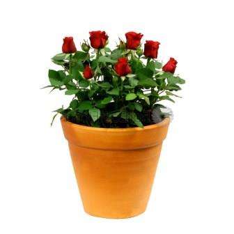 Надеемся, что наша статья поможет вам вырастить розы с помощью черенков и уже в скором времени наслаждаться красивыми, благоухающими цветами.