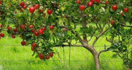 Конечно, такой фрукт по душе многим. Но, чтобы вырастить на своем садовом участке ароматные яблони, необходимо понимать важность правильного выбора саженцев. Как же выбирать саженцы яблони?