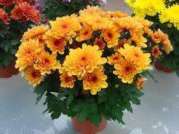 Температурный режим. Хризантема — цветок, который не любит высокую температуру и попадание прямых солнечных лучей, поэтому в домашних условиях лучше поставит его в затемненном, прохладном месте.