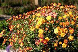 Освещение. Хризантема неравнодушна к яркому солнечному свету, поэтому необходимо обеспечить прямой доступ солнечных лучей. Не стоит садить цветок под тенистым деревом или возле пышного куста.