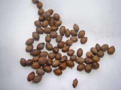 Если корнедонец купить не удалось, можно отыскать семена эремуруса, которые появляются осенью, и высадить их. Каждое семя садится в отдельный контейнер или на расстоянии не менее 10 см друг от друга