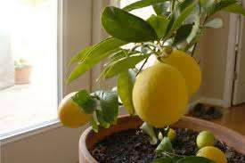 Для комнатного лимонного дерева большую угрозу часто представляют вредители, поэтому необходимо проводить регулярную профилактику, обрабатывая листья специальными препаратами.
