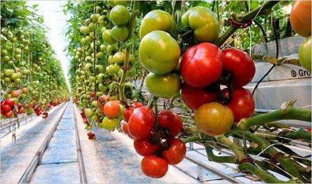 От правильного выбора семян томатов зависит количество и качество урожая. Ниже будут детально рассмотрены лучшие сорта томатов для теплиц из поликарбоната.