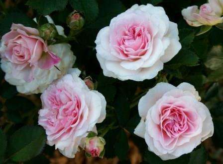 Канадские розы: сорта, фото, описание