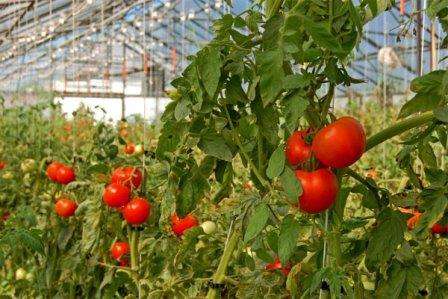 От правильного выбора семян томатов зависит количество и качество урожая. Ниже будут детально рассмотрены лучшие сорта томатов для теплиц из поликарбоната.