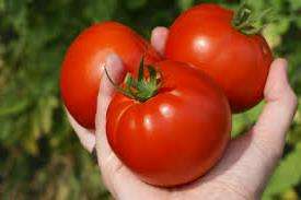 Выбирая сорт томата для посадки в 2016 году, помните о том, что проверенные временем сорта вовсе не обязательно исключать, поскольку новые могут не приняться из-за неподходящих условий или климата.