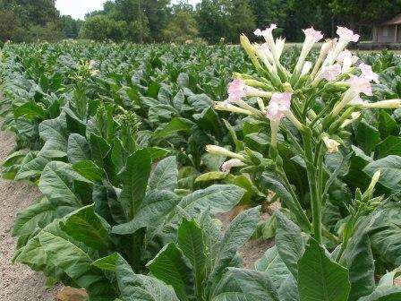 Выращивание и ферментация табака