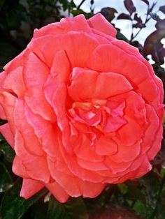 «Parkland roses». привлекают многих садоводов прекрасной формой цветка, которая не похожа на все другие сорта, а также отсутствием плетения ствола, что дает возможность высаживать розу в центре участка, как одиночное растение. Представлены в разных тонах и оттенках. Среди минусов можно выделить отсутствие запаха.