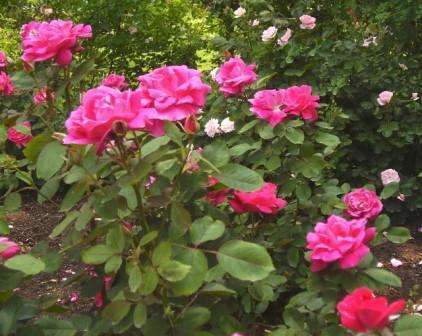 В этой статье мы обратим внимание на парковые розы, их фото с названиями. Этот сорт больше всего подходит для просторных участков, где достаточно места, поскольку растение приобретает форму куста, вырастая длинным