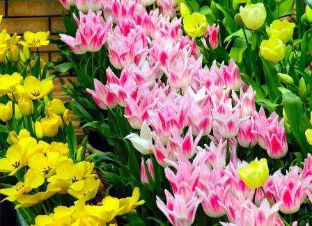 Посадка тюльпанов весной в грунт — лучший вариант для вашего дачного участка. Почему, детально рассмотрим в этой статье.