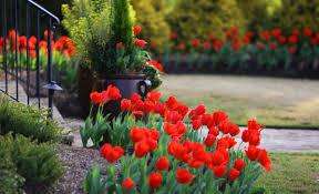 Посадка тюльпанов весной в грунт — лучший вариант для вашего дачного участка. Почему, детально рассмотрим в этой статье.