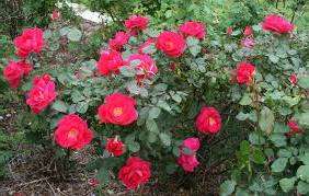 Итак, вы могли убедиться в том, что парковые розы на фото с названиями обладают прекрасными характеристиками, несложным уходом и эстетичным внешний видом. Их по силам вырастить любому садоводу, главное — иметь желание. 