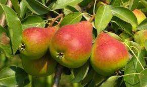 Как видим, весенний уход за яблоней и грушей несложен. Надеемся, что наши советы помогут вам отлично подготовить к сезону свой сад.