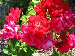  Еще одной необычной особенностью парковых роз являются плоды, которые появляются после того, как цветки отцветают. Плоды имеют ярко красный цвет и будут долго радовать ваш глаз, до самых заморозков.