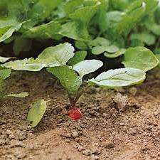 Итак, вырастить редис в открытом грунте очень просто. Надеемся, что наши советы помогут вам получить богатый урожай сочного редиса.