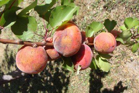 Болезни абрикоса и борьба с ними. Фото
