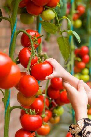 Всем огородникам важно помнить, что использование удобрений для помидоров и огурцов — неотъемлемая часть хорошего плодоношения культуры. 
