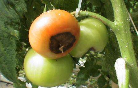 Больше всего болеют томаты раннего периода. При этом поражаются томаты, которые только появились.