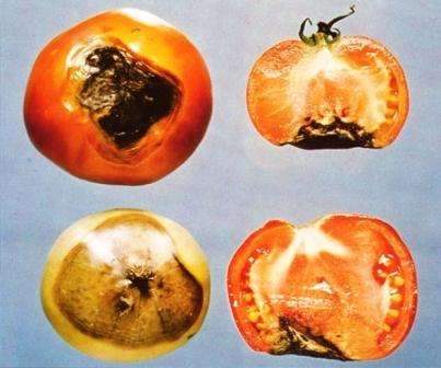 Почему гниет верх томатов? Как бороться с этой проблемой?
