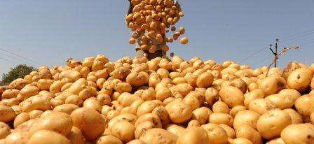 Картофель: болезни и вредители. Фото и методы борьбы