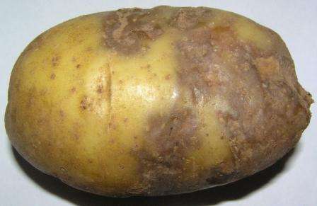 На клубне может появиться серо-бурые пятна, которые начинают загнивать, быстро распространяясь по всему картофелю
