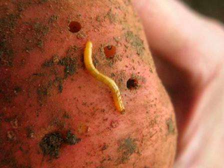 Проволочники. Трех сантиметровые червяки, которые питаются картофелем, могут проделать в нем много ходов