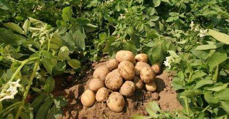 Как хранить семенной картофель в домашних условиях