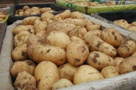 Хранение картофеля зимой без погреба