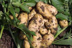Удобрения для картофеля при посадке в лунку
