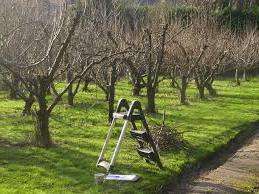 spring pruning apricot