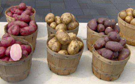 Сорта картофеля для хранения зимой