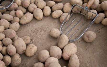 Особенности хранения картофеля