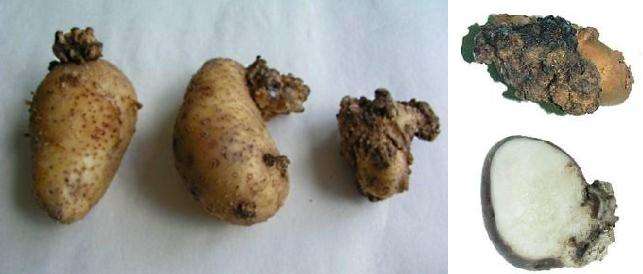 рак картофеля, фото