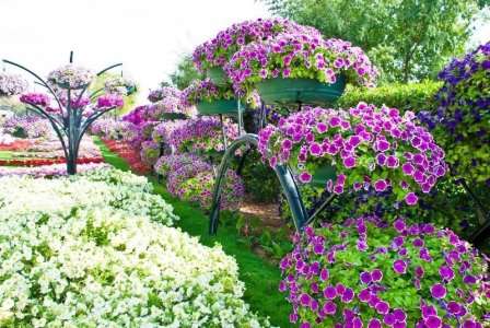 Крупноцветковая петуния наиболее популярна у цветоводов, так как обладает большим количеством самых разных форм и цветов.