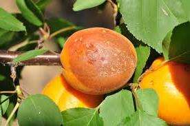 Монилиоз абрикос.