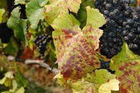 Весенняя обработка винограда от болезней и вредителей — отличная профилактика, которую непременно нужно проводить всем дачникам и садовода