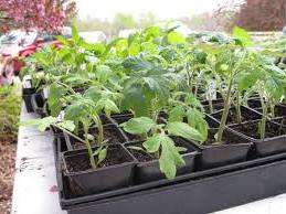 Удобрение для рассады помидоров и перцев просто необходима, если вы желаете вырастить здоровый и сильный посадочный материал.