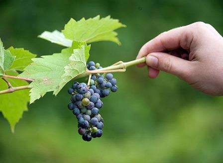 Селекционеры смогли создать идеальный виноград, который не нуждается в сложном уходе. Главное, о чем необходимо помнить дачникам — достаточном количестве влаги, которая прямым образом влияет на плотность и сочность ягод.